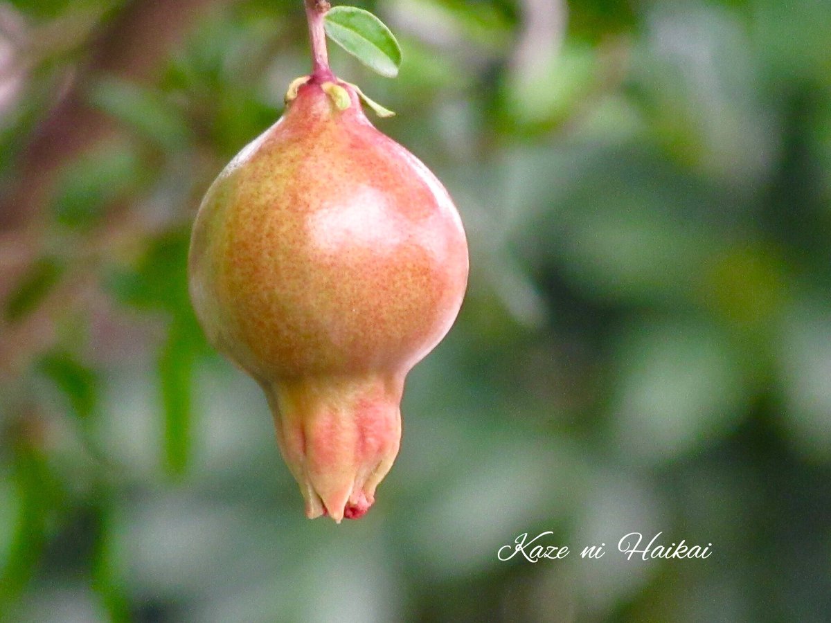 ヒメザクロ Twitter Search