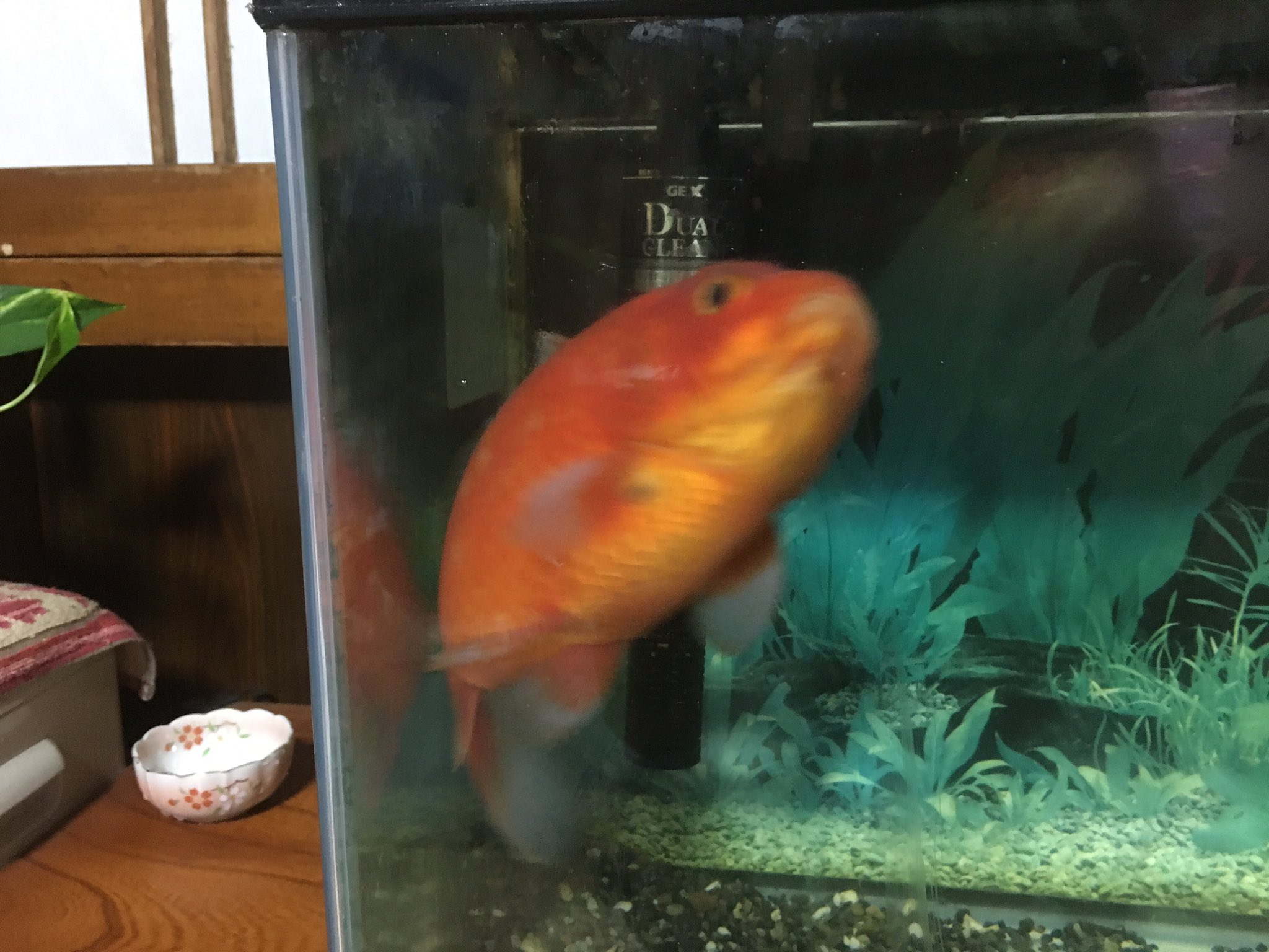 藤原 勇人 昨日金魚が水槽の底に沈んで横になっていよいよ最期かと思ったら復活した 生命力強い T Co Yo4byukraf Twitter