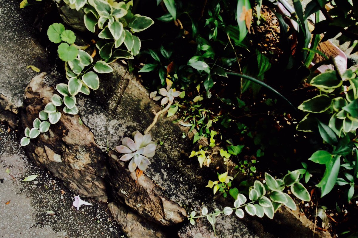 わたしの夏

#写真好きな人と繋がりたい 
#カメラ女子