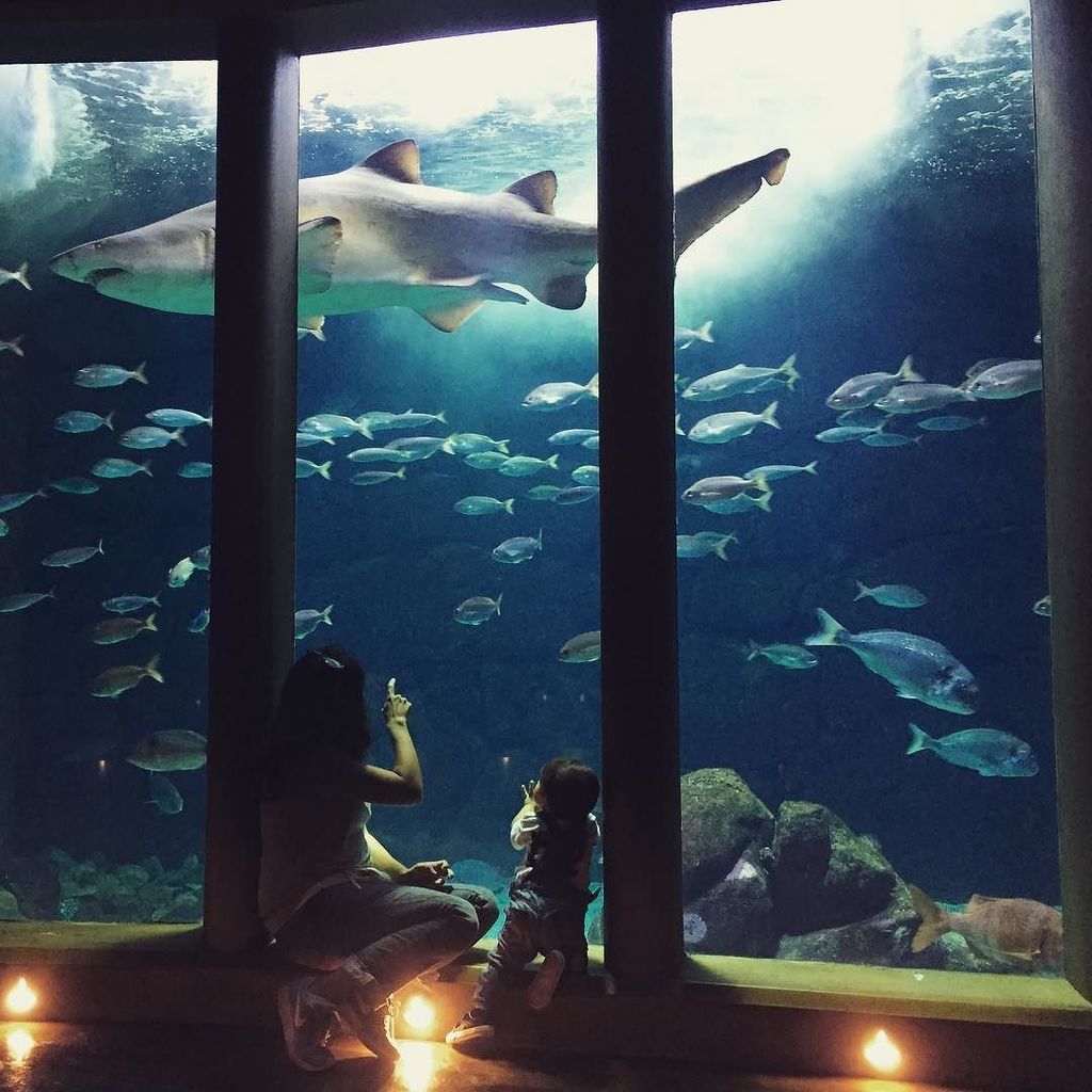 LiamLocura's tweet photo. Viendo peces 🐠 🐟🐡en el aquarium... Gluuup! ¡Tiburón a la vista! 😱

#BuscandoaNemo #Tiburón1 #Liamlocura❤️ https://t.co/HddxEg53Rt