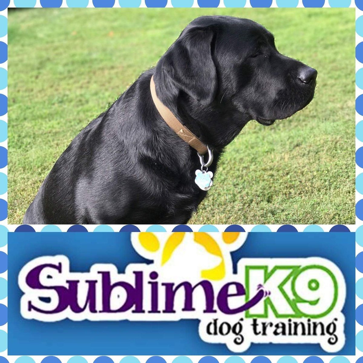 sublimek9dog's tweet photo. In danger of losing his home, It was up to #SublimeK9 to get Mattis &amp; owner to coexist.
#dogs
#longislanddogtraining
https://t.co/v0mvHsMBhh https://t.co/hkB8OUUxbN