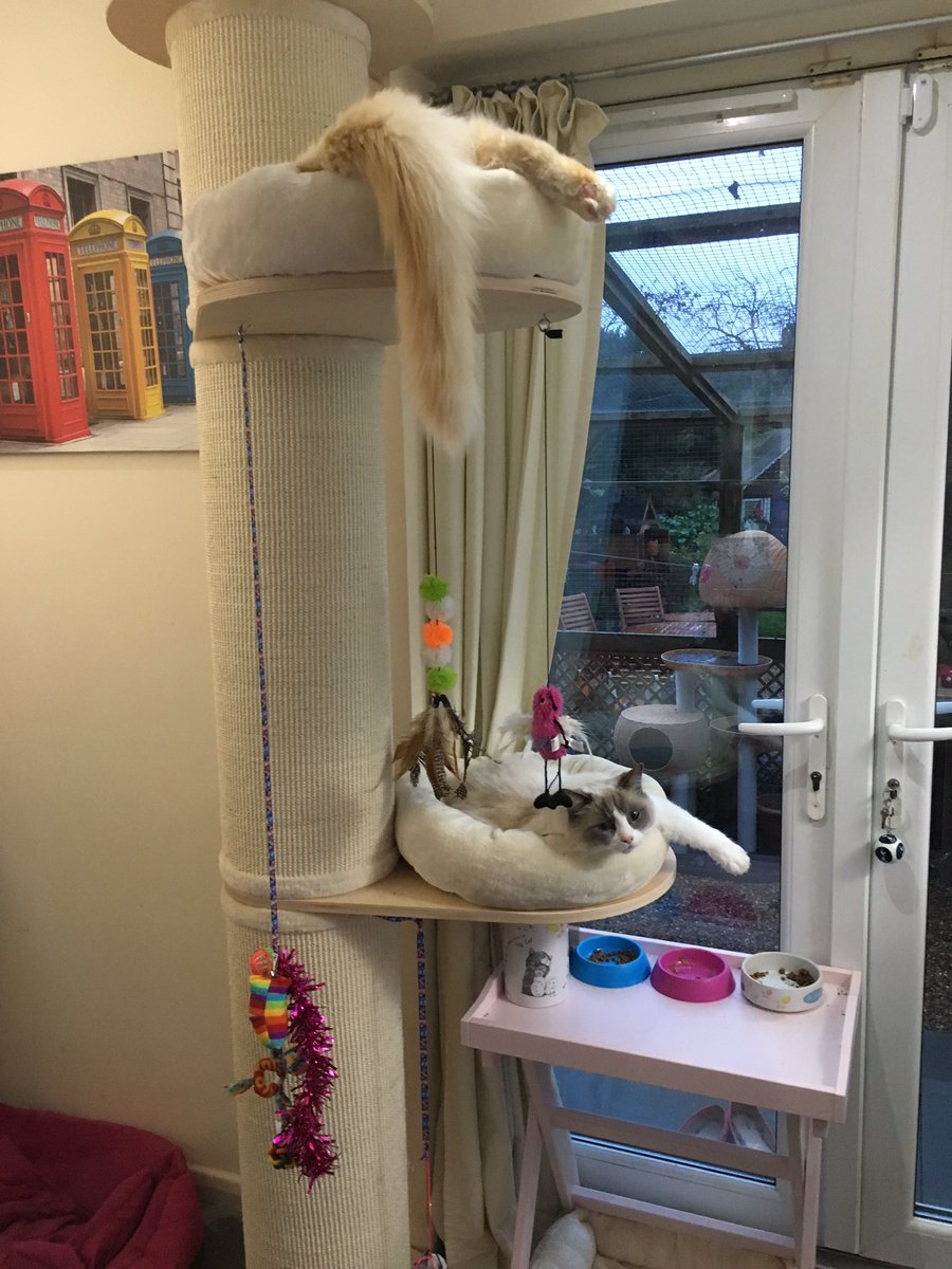 scampipoos's tweet photo. Also put next to the huge scratch post a #NaturalParadise wall shelf cats are loving it #CatsOfTwitter #RagdollCats https://t.co/f3xU5P0t7t