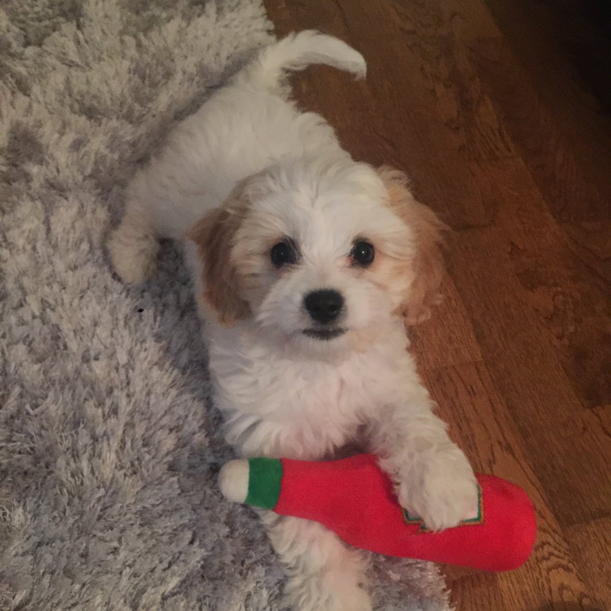 floppsiemoppsie's tweet photo. So proud of this one he slept through the night next to me, woke me at 7am for food and poop outside ❤️ Finally! #cavachon #puppy #wingman https://t.co/YBUh9It8Xa