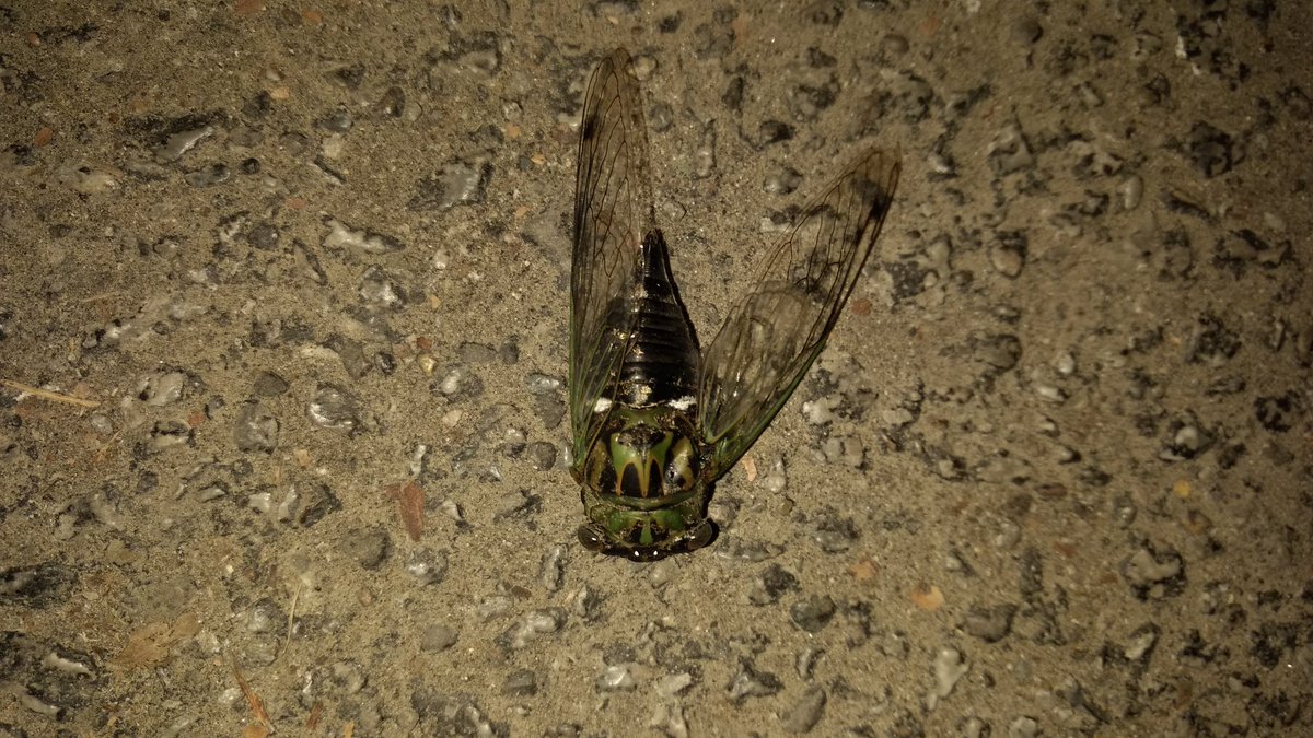 benjamin_chaney's tweet image. What is this thing? I seen it walking home it scared the crap outta me, it&apos;s huge.