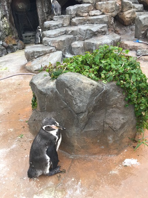 Penguin in Japan zoo obsessed with anime girl cardboard cut-out has died.  World mourns.  - News from Singapore, Asia and around the  world