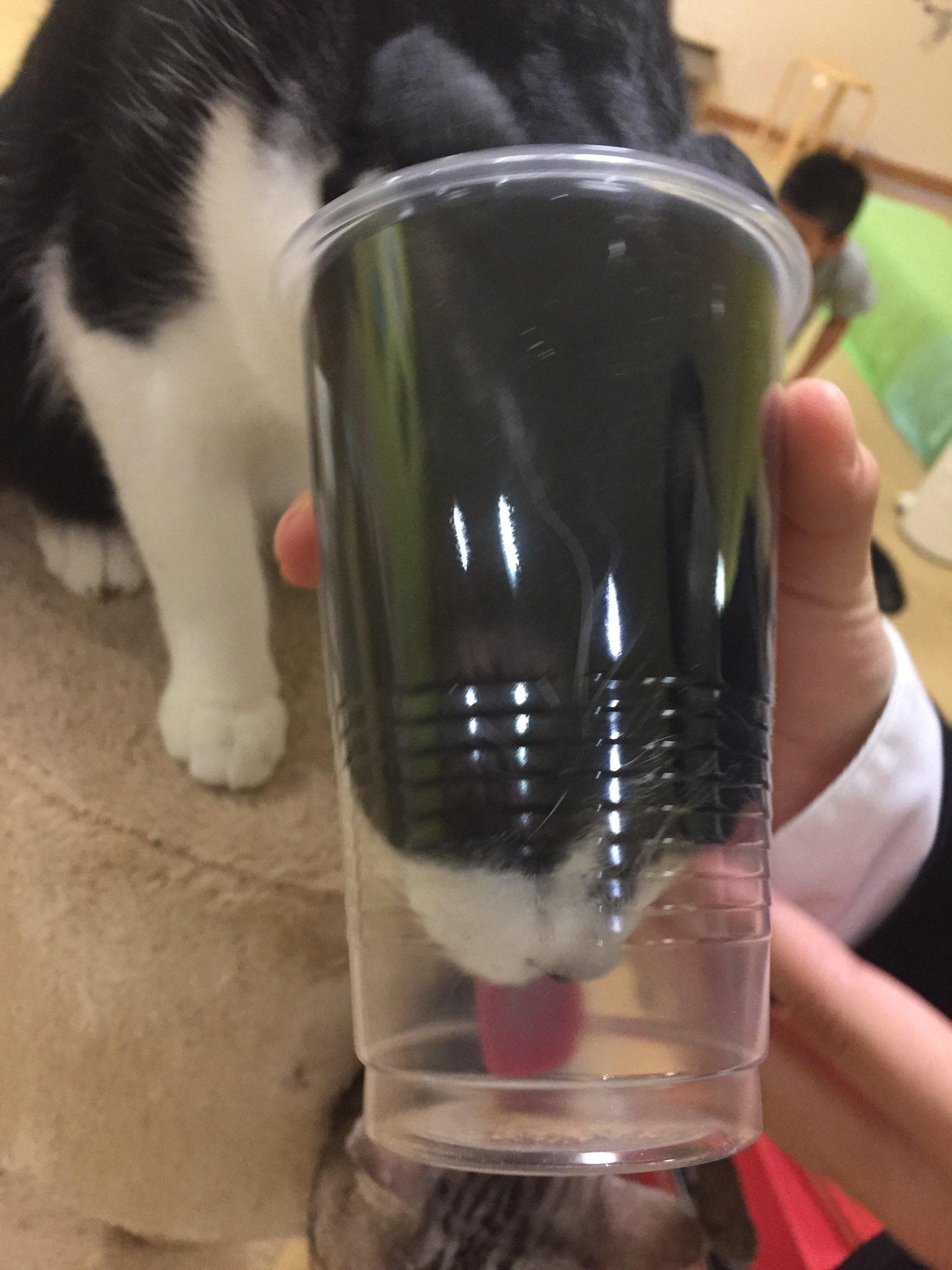 いまどこゆうと 絶望の猫 D 笑 と マタタビに必死な猫 尻尾の短い元野良っぽい子が多かった ジャパニーズショートテールで海外で人気って言うけど じゃあ海外の野良猫は 喧嘩したりしないのかな どうなんだろ