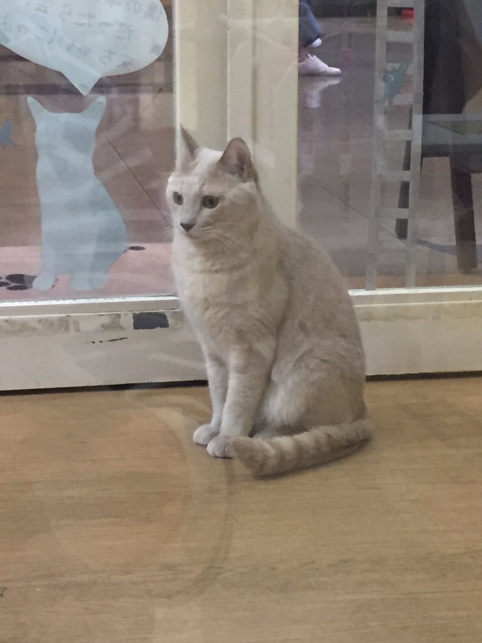 いまどこゆうと 絶望の猫 D 笑 と マタタビに必死な猫 尻尾の短い元野良っぽい子が多かった ジャパニーズショートテールで海外で人気って言うけど じゃあ海外の野良猫は 喧嘩したりしないのかな どうなんだろ