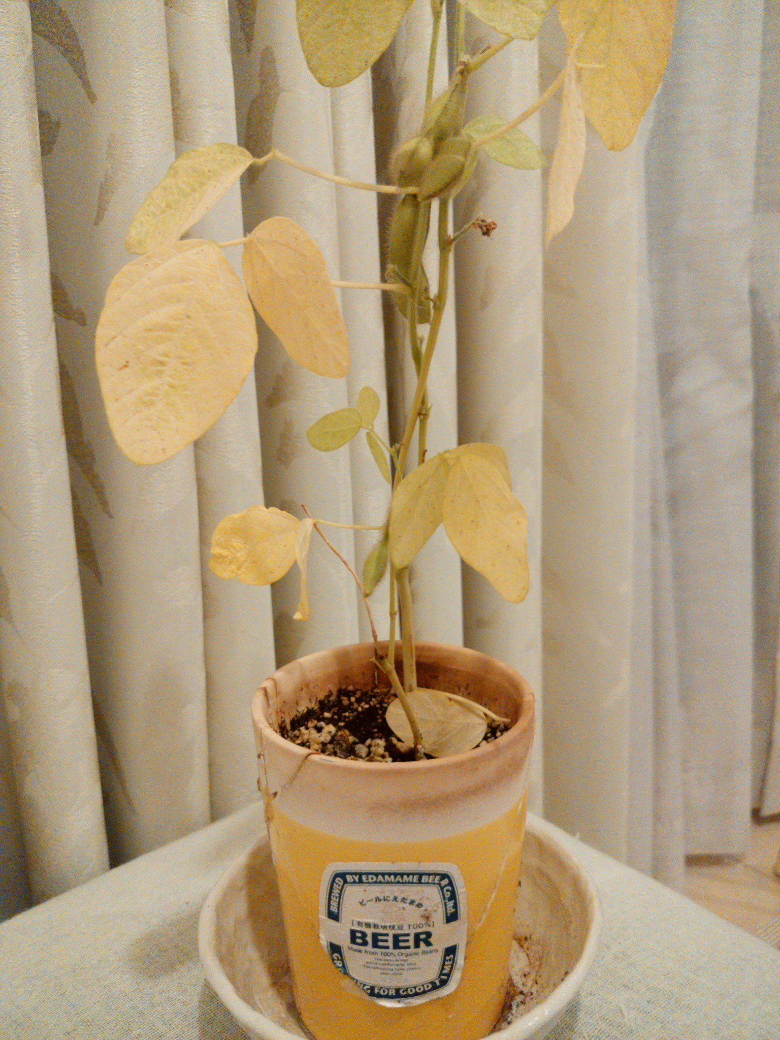 カミィ A K A ダッドリー Of 湘南 No Twitter 枝豆栽培キットを春に購入して育ててたんですが これだけしか収穫できませんでした D 枝豆 枝豆栽培 枝豆栽培キット T Co Qdxbcpfriq Twitter