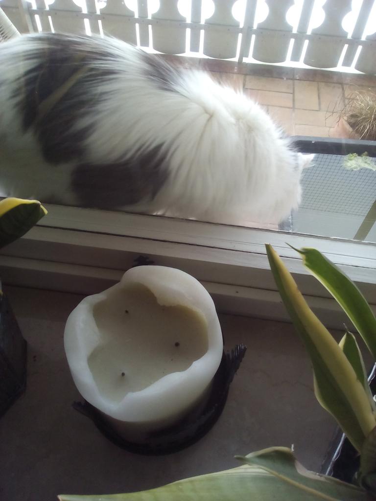 Chinchacat's tweet photo. #Haaasieleiiiiin https://t.co/0BaIFzZmOm
