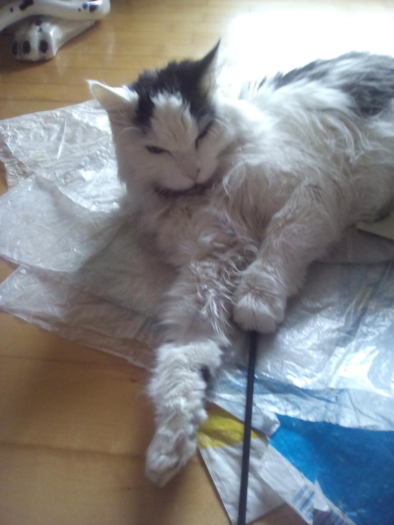Chinchacat's tweet photo. #Hasieleiiiiiin https://t.co/DXECYVSN3r