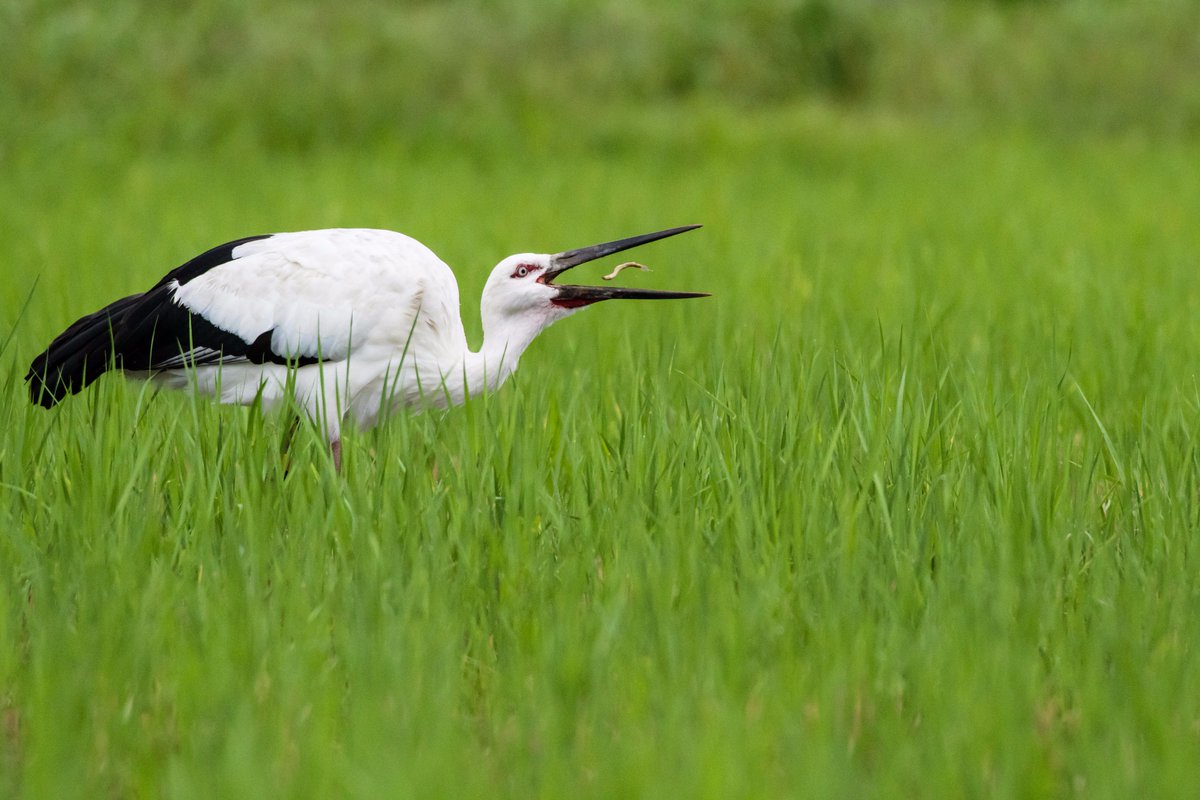 いしはらやすひろ コウノトリのドジョウすくい コウノトリ Orientalwhitestork Stork 野鳥 野鳥写真 Bird うんなんフォト J0130 D500 ドジョウ 田んぼ
