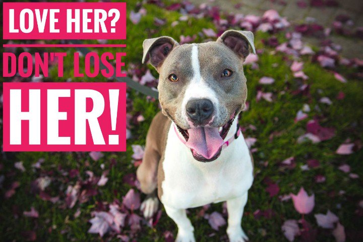 HugMyPet's tweet photo. Let's face it. We all love our dogs. Don't run the risk of losing yours. Get #thePaw 
from https://t.co/pf8HSUN2v7 https://t.co/SvHpUuseMK