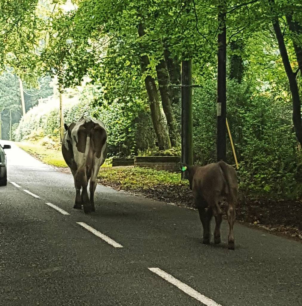 HighlandsApoth's tweet image. Holy cow #hiapoth ift.tt/2hbqrkP