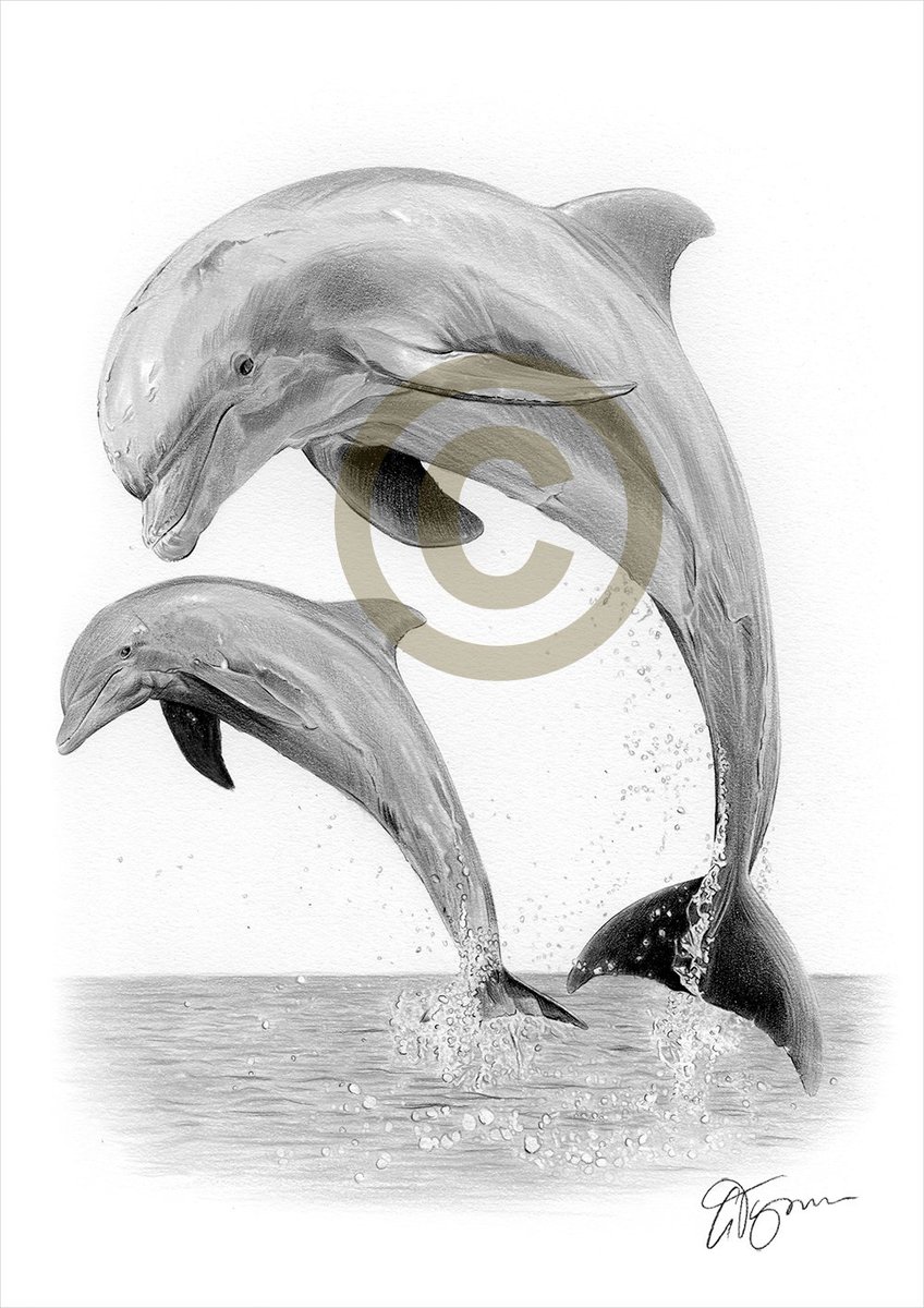 garytymon's tweet photo. Pencil drawing of a Dolphin, completed with black and grey watercolour pencil. https://t.co/37gjAtaNPN