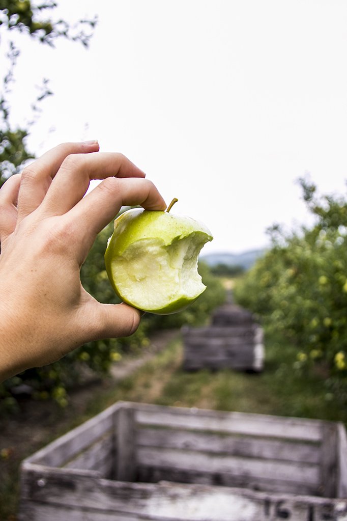 DestGettysburg's tweet photo. It's #InternationalEatAnAppleDay! We're lucky in #AuthenticAdamsCounty to have so many fresh, locally grown apples! https://t.co/TmWs5ACe8q https://t.co/P2CScgzYiP