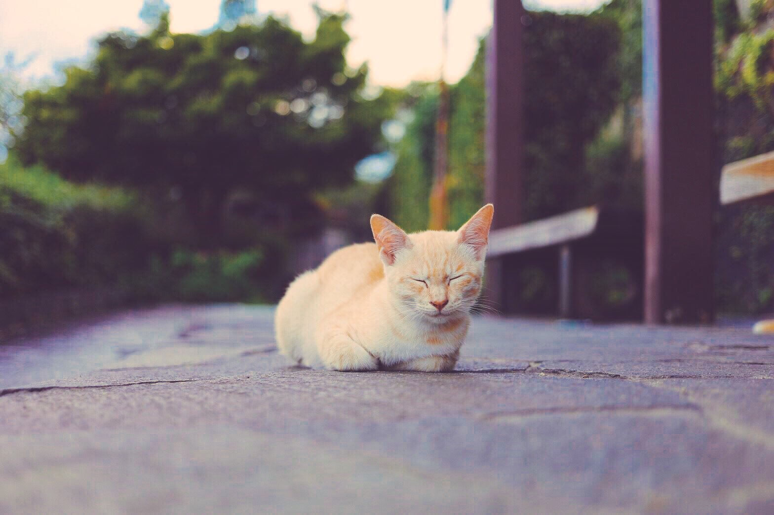 尾道のねこ Twitter Search Twitter