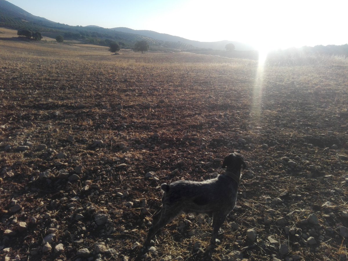 ffjavier1983's tweet photo. Y hemos terminado la mañana!! Muy trankila en capturas y un buen trabajo de los perros!! #EstoySatisfecho #VivaLaCaza https://t.co/YKvMuG8FQH