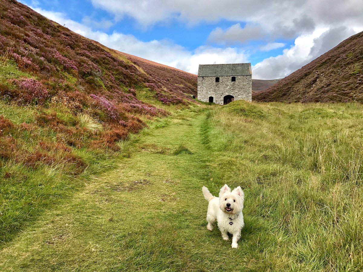 Theweewhitedug's tweet photo. Lecht Mine amongst a sea of blooming heather. 💕A fab short walk &amp; history too. My blog from trip will be published shortly. #scotspirit https://t.co/cd0SHfVeAH