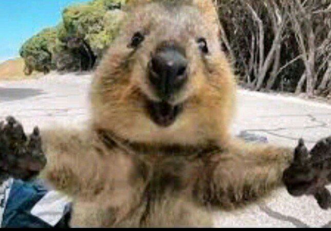 Tweets With Replies By クアッカ 世界一幸せな動物 Mimiwaok Twitter