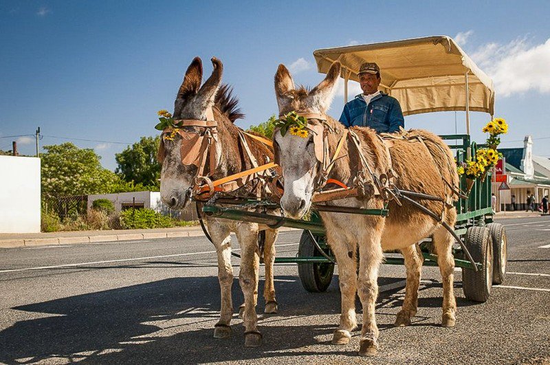 Willowmore the western gateway to the Baviaanskloof. #Karoo
gardenroutemeander.co.za/news/willowmor…