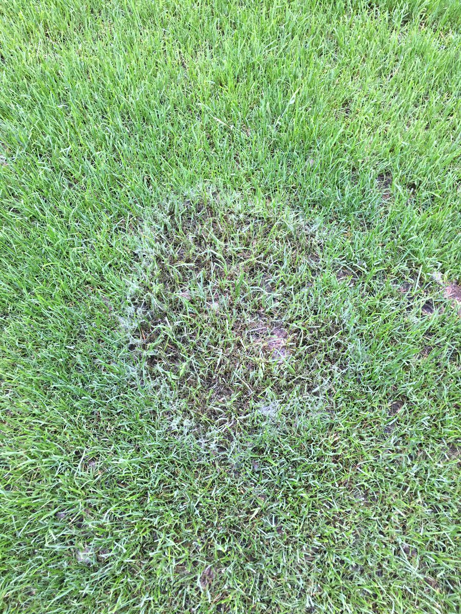 Buffet is now open...bye bye rye.