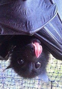 ilseverboven's tweet photo. @Roamingsol So sweet. I love #bats and applaud #batsconservation 😍🦇 https://t.co/Mc59D0ZjHK