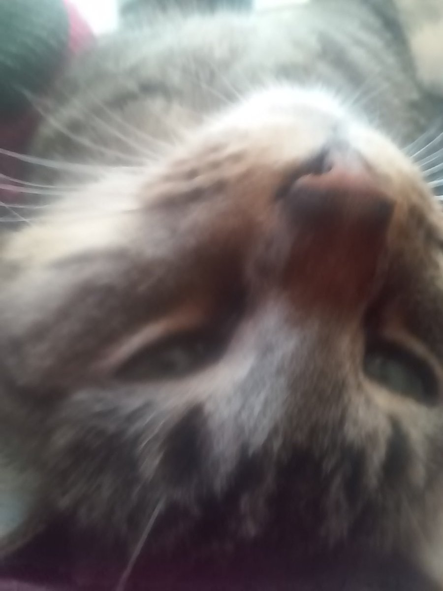 // I also have this fat fucker.

That doesn't like to stay still when I'm trying to take a picture.