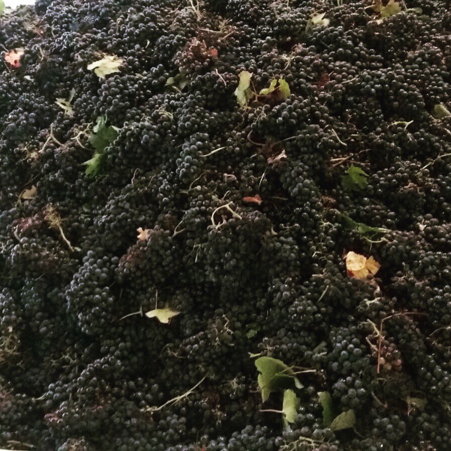 ViniTesta's tweet photo. La #vendemmia2017 continua, le 🍇#Bonarda arrivano in cantina #nonostantelasiccità l'🍇é davvero bella 👏. Deseo 2017!!! https://t.co/yqSXlNtEHF