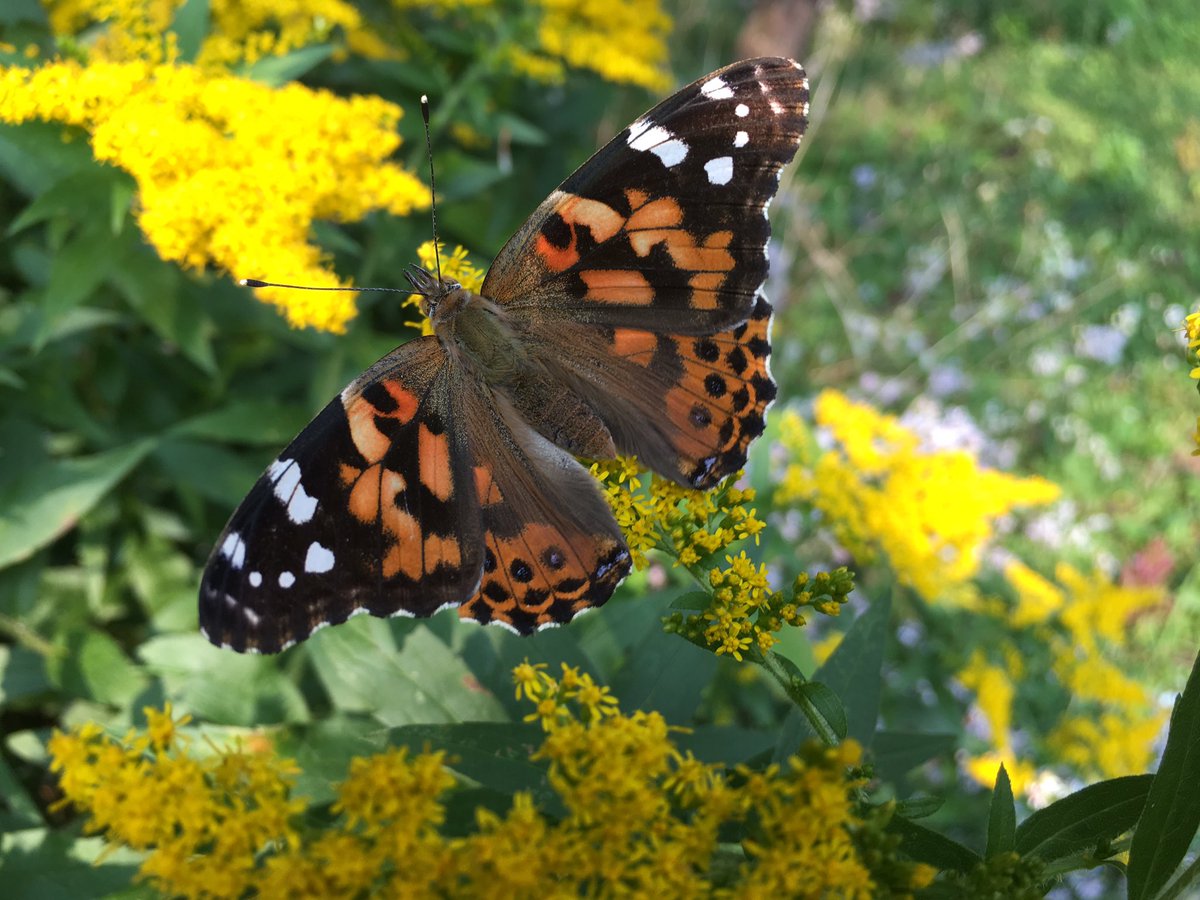 memphr's tweet photo. #Georgeville Qc Monarch Butterflies in the Goldenrod. More than I have seen for years. https://t.co/rwgImlRuG5