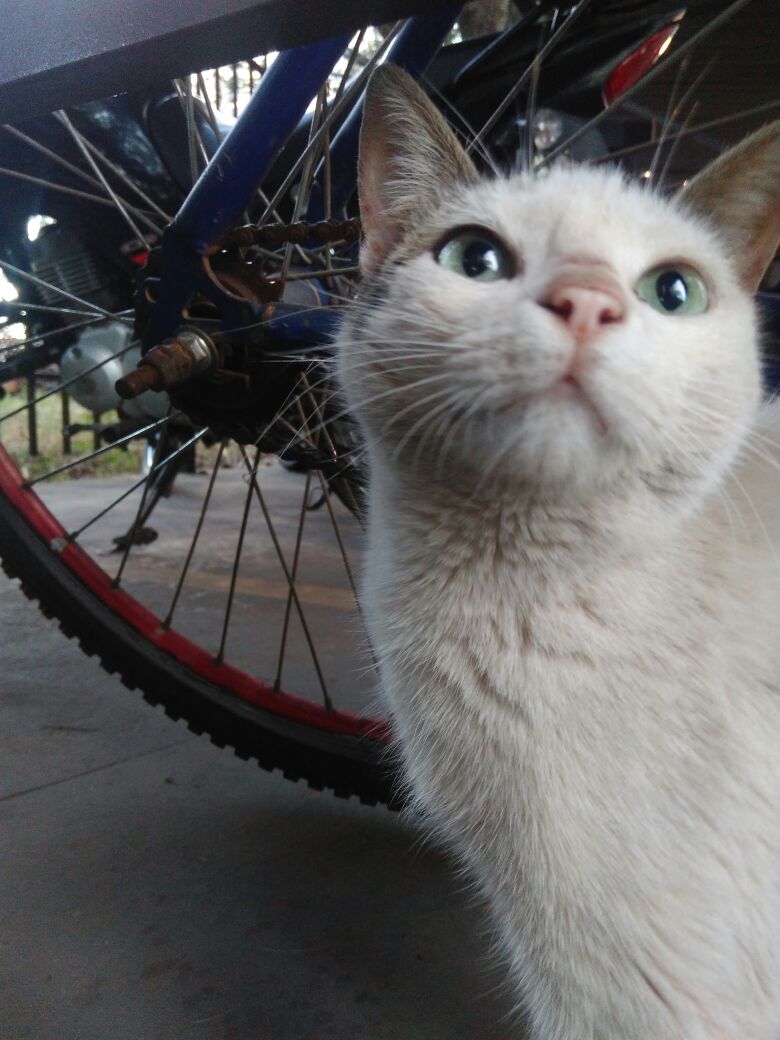 R.I.P lindona! 😭😭😢😢
#MissaoBeta #BetaQuerLab #BetaAjudaBeta  #BetaSegueBeta #TimBeta #timbetalab