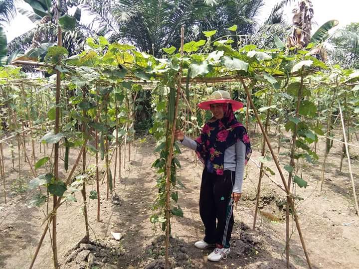FKTHLPOPT_NUS's tweet photo. Aksi THL POPT Riau @jokowi @Amran_Sulaiman1 @kementan @Ditjen_TP_News @Edhy_Prabowo @akang_hero @onos_urono @tvOneNews @Metro_TV @KompasTV https://t.co/zQMogOEqpQ
