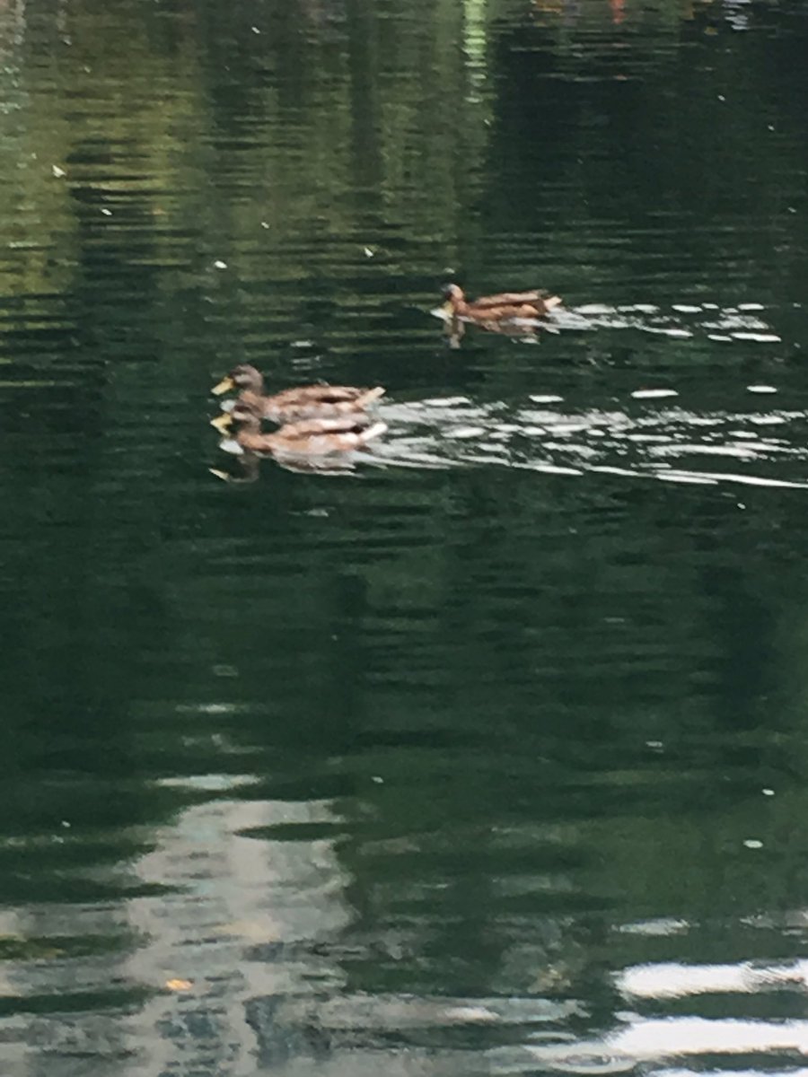 kaejayd's tweet photo. Get your Ducks in a row https://t.co/DEkScLOaP1