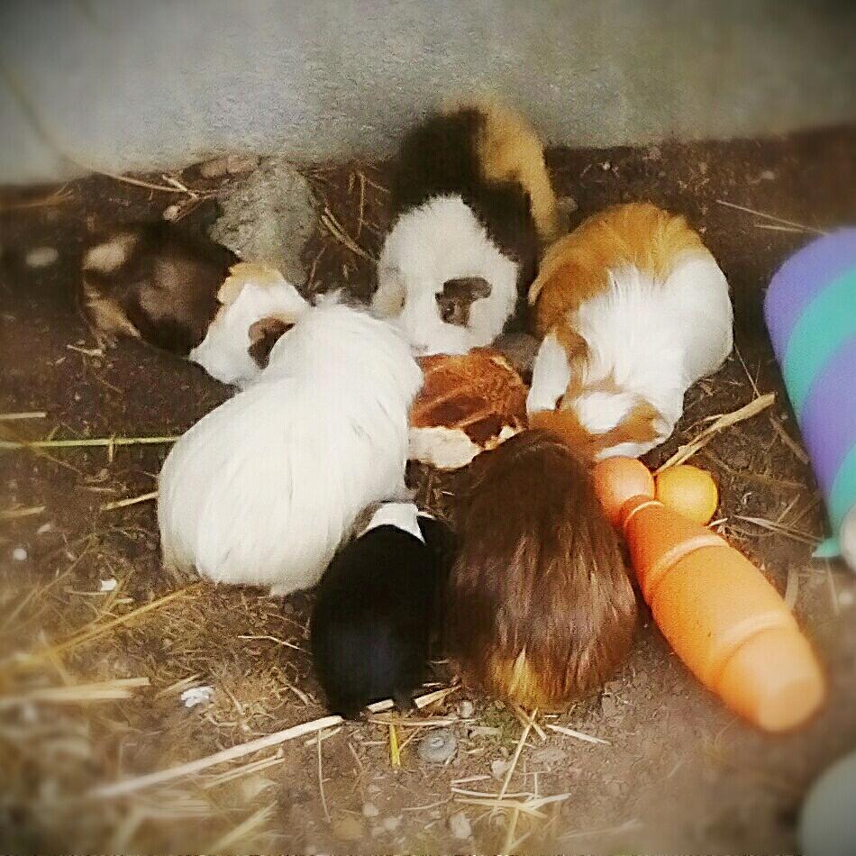 potatopigs18's tweet photo. Piggies with toast 🍞💖💎 https://t.co/oZH0lGtVeP