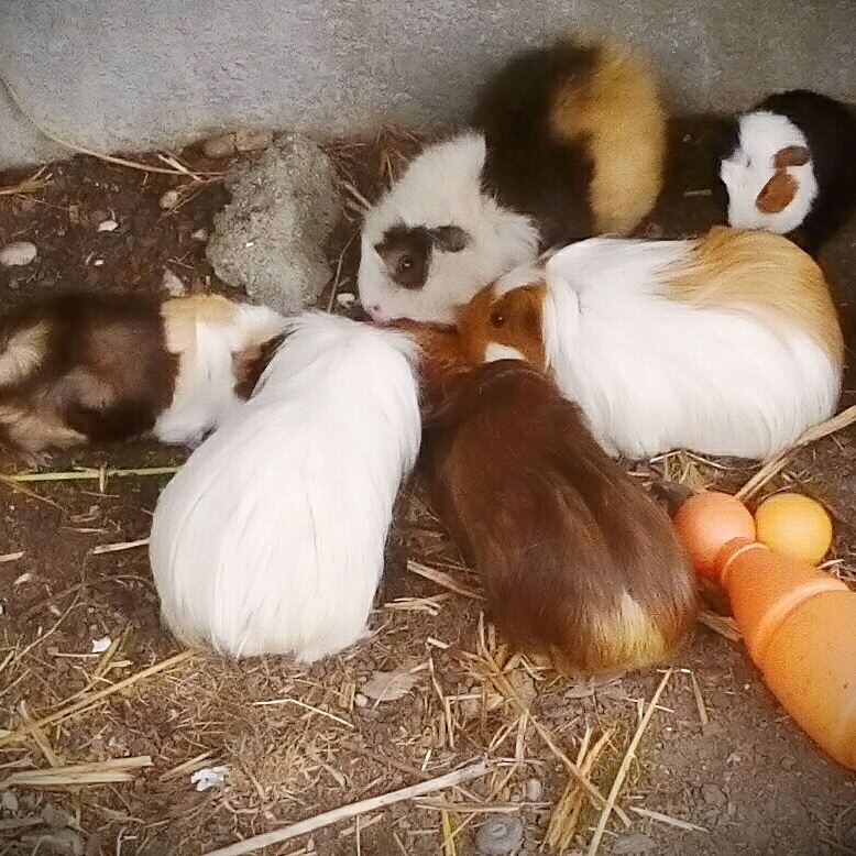 potatopigs18's tweet photo. Piggies with toast 🍞💖💎 https://t.co/oZH0lGtVeP