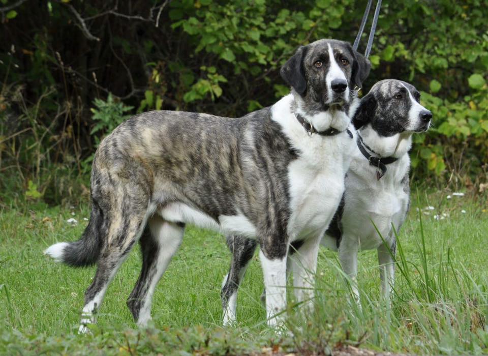 PADAnimals's tweet photo. Yago y Diana nos mandan saludos!! Están guapísimos! 😍
Yago &amp; Diana say hello!! They both look great!😍 https://t.co/doNIWp0clV