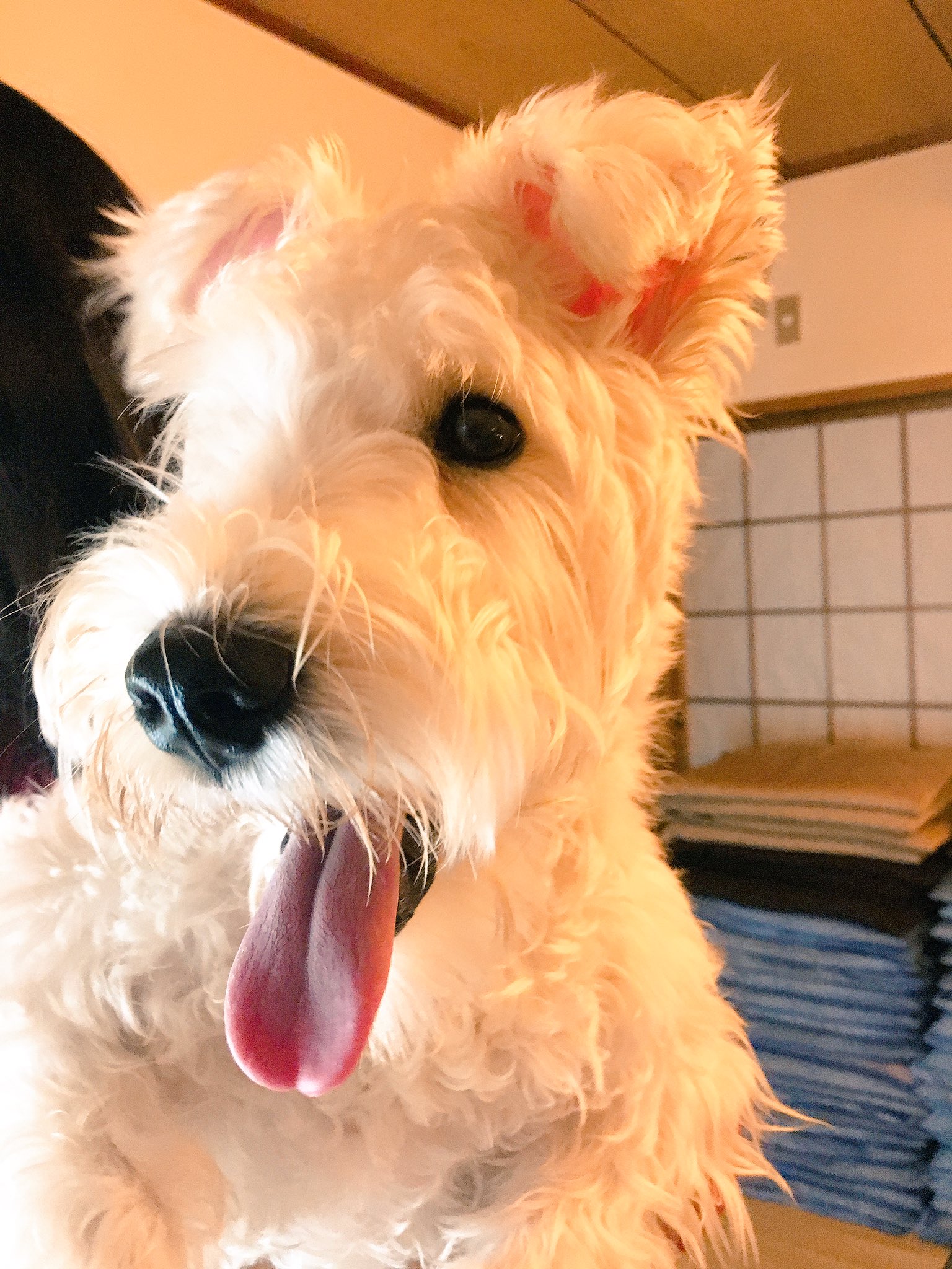 那須泰斗 マルマルモリモリ犬カワイイ T Co Nfogfpjs6x Twitter