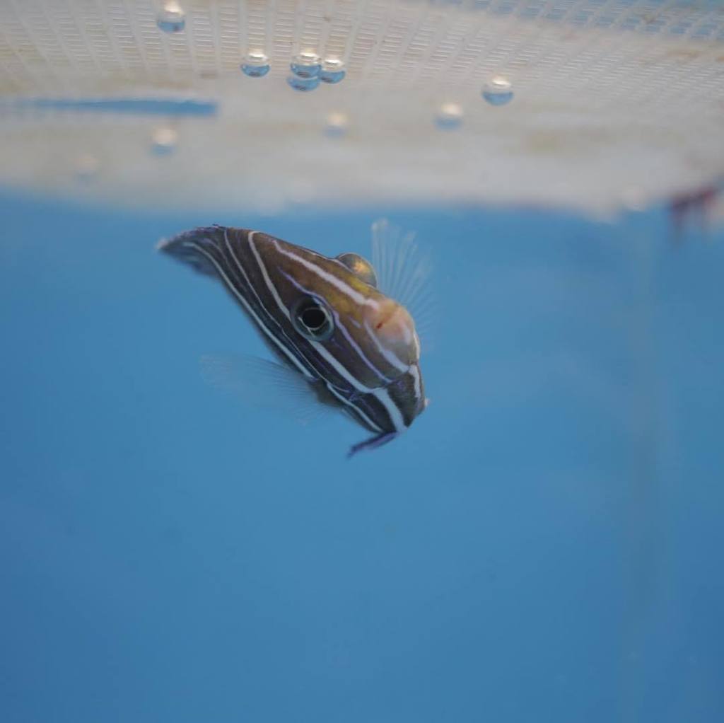 thatpetplace's tweet image. If fish could talk, what do you think they would say?
#thatfishplace #thatpetplace#lancaster #lancasterpa #lancast… ift.tt/2xqlhv0