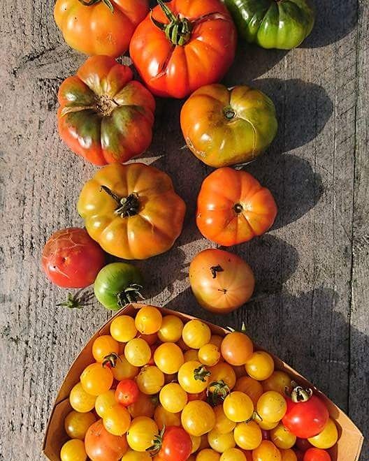 d_akkers's tweet photo. #tagtomater #daktomaten #rooftoptomatoes #pomodoriditetto #dachtomaten #tomatesautoit #tomatesdetecho ... https://t.co/wOAJg5RG1S