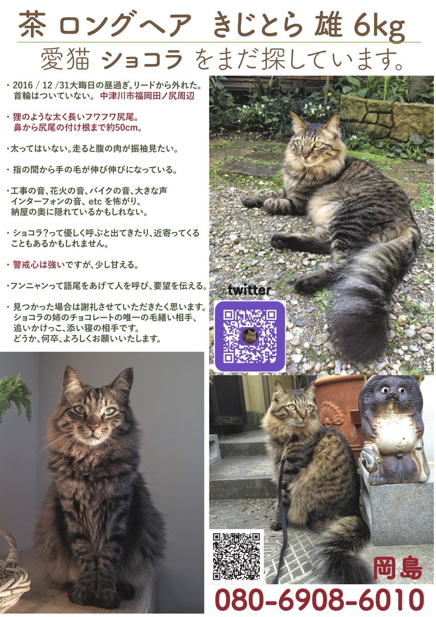 ট ইট র きじとら長毛 雄猫 ショコラを探しています 迷子猫 迷い猫 保護猫 里親 野良猫 動物病院 キャットフード 台風18号 中津川 恵那 岐阜 きじとら キジトラ 虚勢済み 愛猫 動物愛護 アニマルエイド ショコラ ロイヤルカナン 獣医 獣
