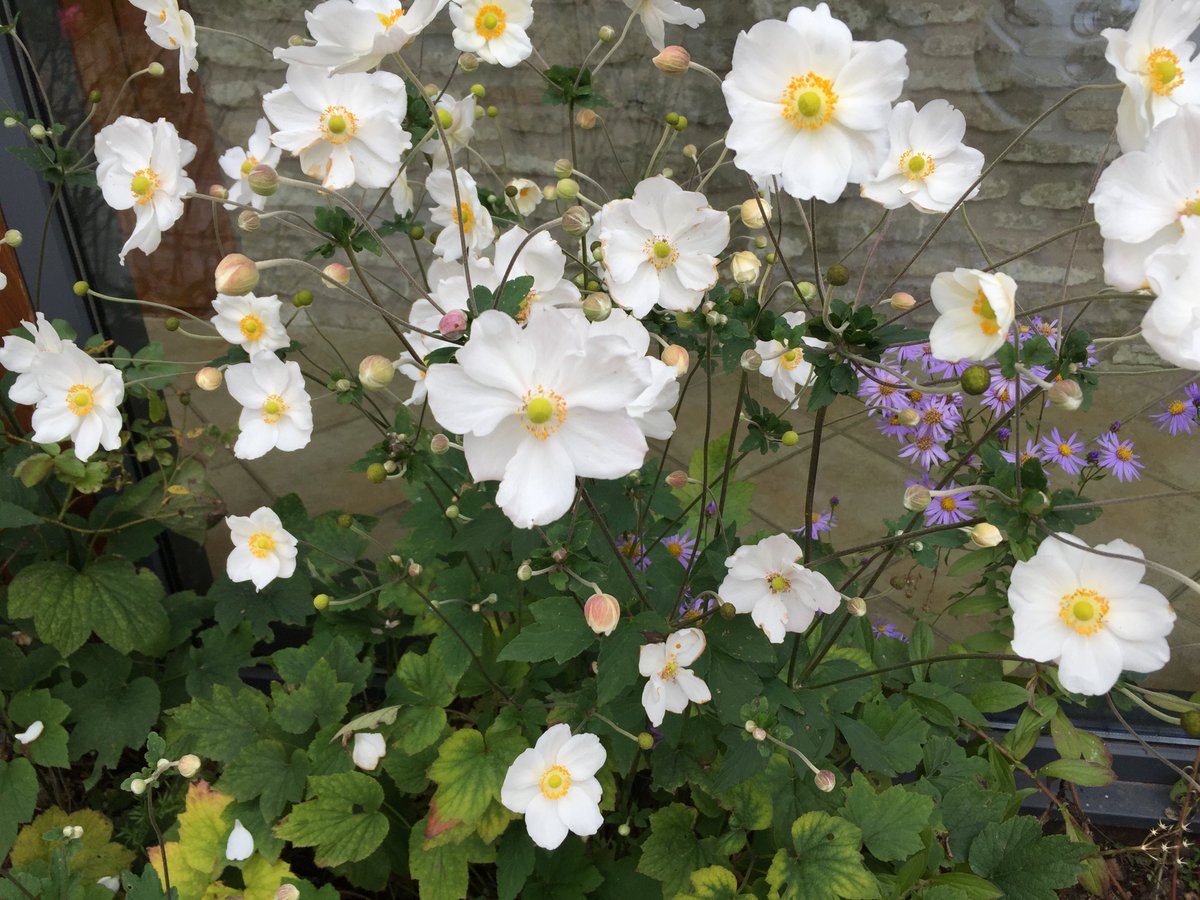 lighthousefrome's tweet image. Autumn Glory @ the #Lighthouse Frome, courtesy of our Head Gardner, Jonathan, some of the delights on offer at this gorgeous 4* Guest House.
