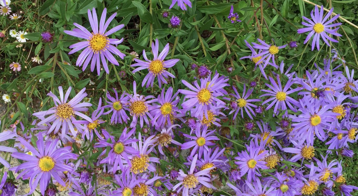 lighthousefrome's tweet image. Autumn Glory @ the #Lighthouse Frome, courtesy of our Head Gardner, Jonathan, some of the delights on offer at this gorgeous 4* Guest House.