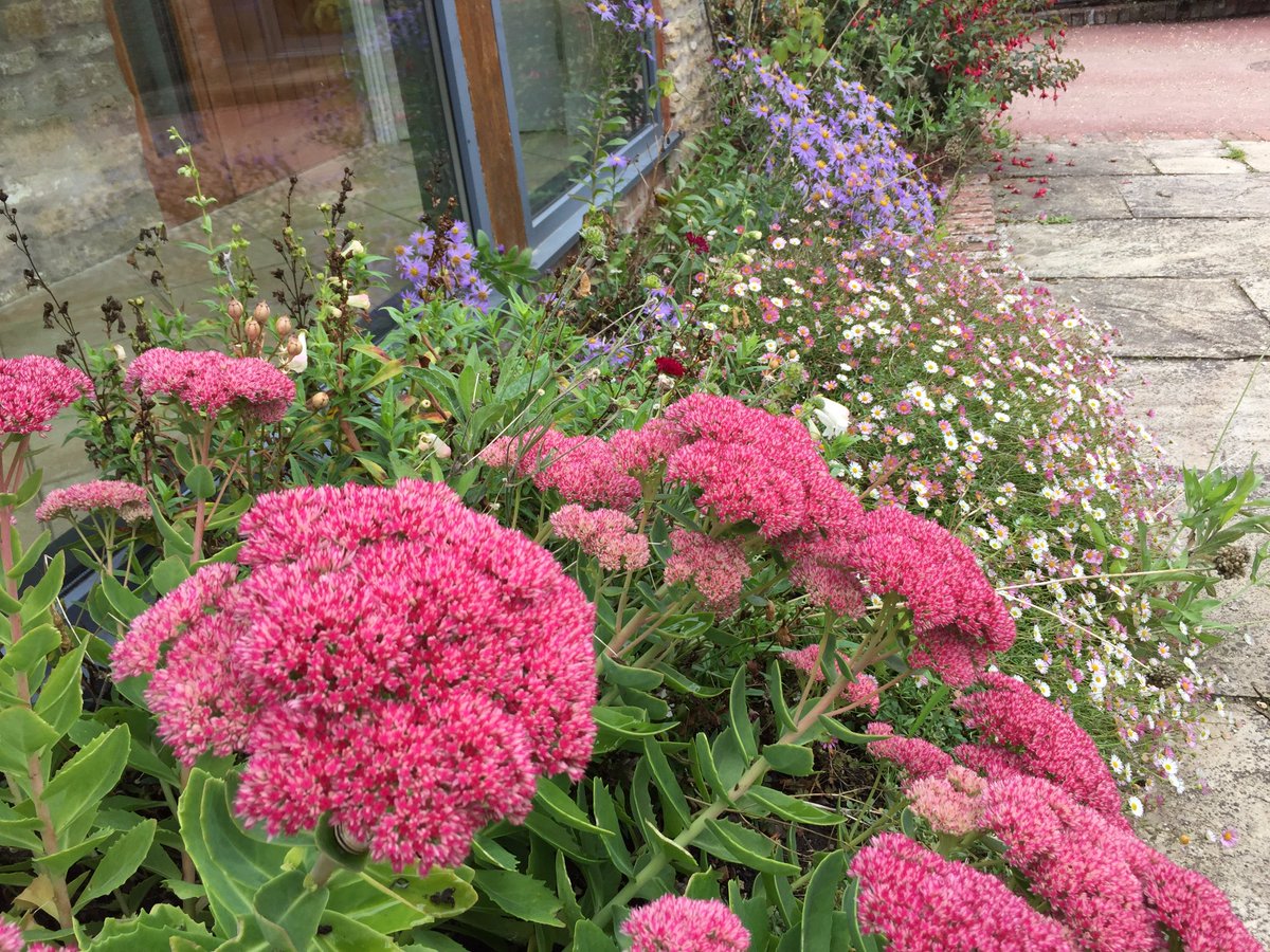 lighthousefrome's tweet image. Autumn Glory @ the #Lighthouse Frome, courtesy of our Head Gardner, Jonathan, some of the delights on offer at this gorgeous 4* Guest House.