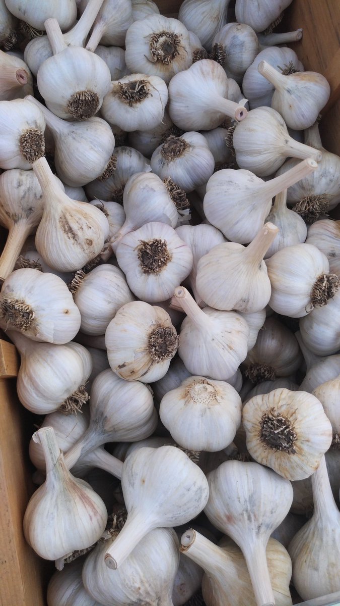 CookingwithAli's tweet photo. It's not too late to come down to the @TorontoGarlic #festival! I had a blast last year and it's even better this year!
#torontogarlic https://t.co/alXpT1mBGU