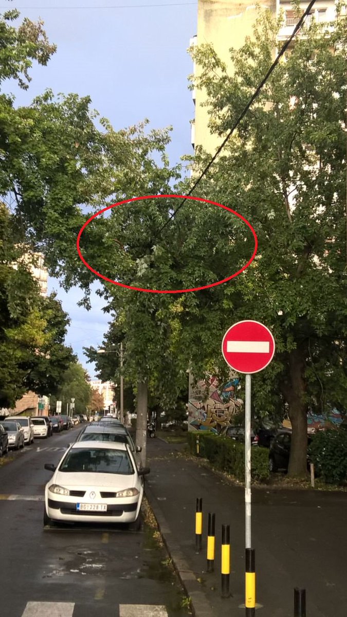 tisov_sumarak's tweet image. Hej @prijavi_problem javite #Zelenilo da im je nadležnost i održavanje prašume u V.Stevana. Odgovornost za moguće izginuće takođe 
#struja