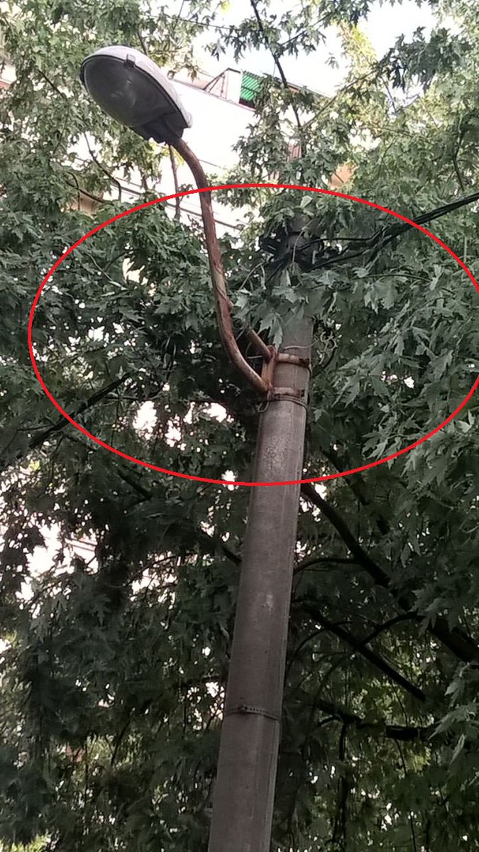 tisov_sumarak's tweet image. Hej @prijavi_problem javite #Zelenilo da im je nadležnost i održavanje prašume u V.Stevana. Odgovornost za moguće izginuće takođe 
#struja