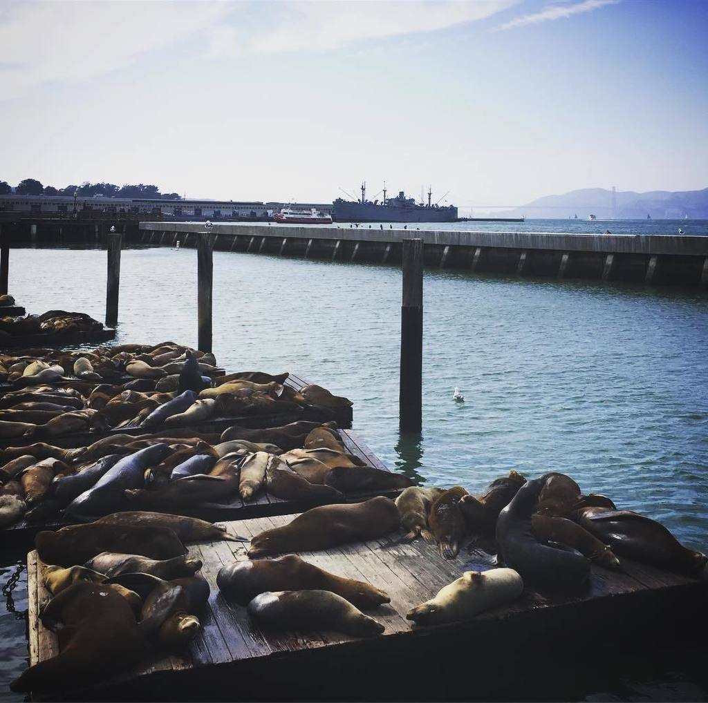 MetisDiMeo's tweet photo. Ponti, salite e discese, musei, mercati, sale giochi, luna park, ristoranti, negozi...e poi al centro loro...i veri #owners i #leonimarini!… https://t.co/kzdLwYm7cj