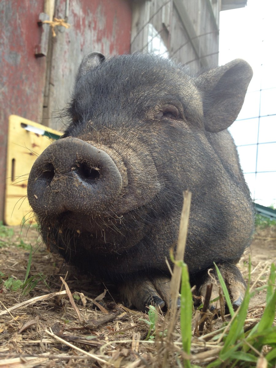 happy sleepy sunday from lucy, our expert snoozer! 😴