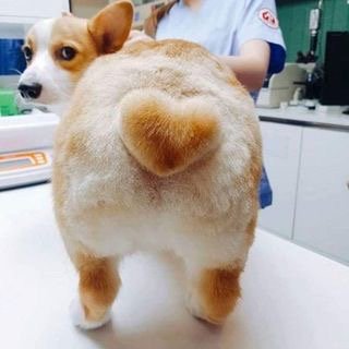 Graceann0143's tweet photo. I like corgi butts and I can not lie!😂🍑 https://t.co/JmcSV3FWUv