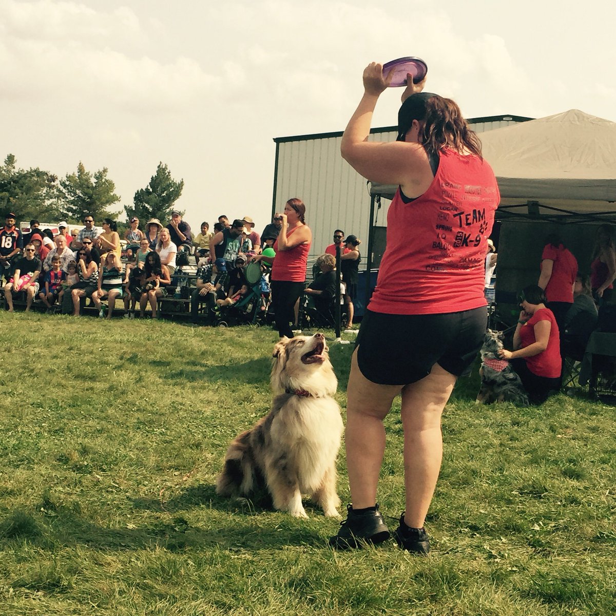 Time for the K9 Dog Show! #fallfair #Brampton #DogShow