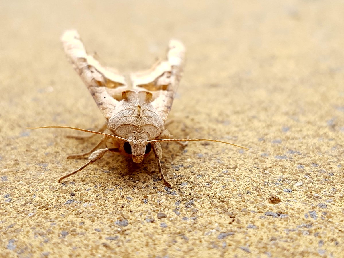 paulasykes1971's tweet photo. #angelshades #moth. #NORTHLINCOLNSHIRE
@Team4Nature300 @MothIDUK @j_sparey @BritishMoths https://t.co/TmNzkAbSeE